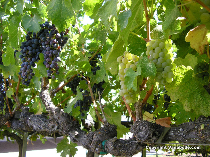 Picture of vineyard in Santa Ynez California Wine Trip