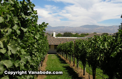 Picture of winery vineyard in Santa Ynez