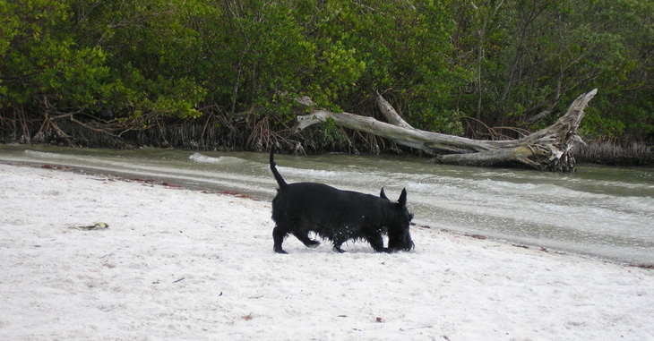 picture of scotty at dog beach 