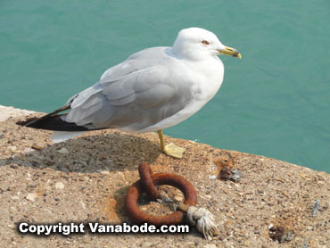 seagull and ship tie up ring in chicago