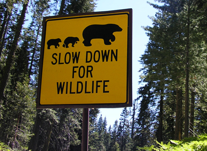 picture of bear sign in sequoia national park
