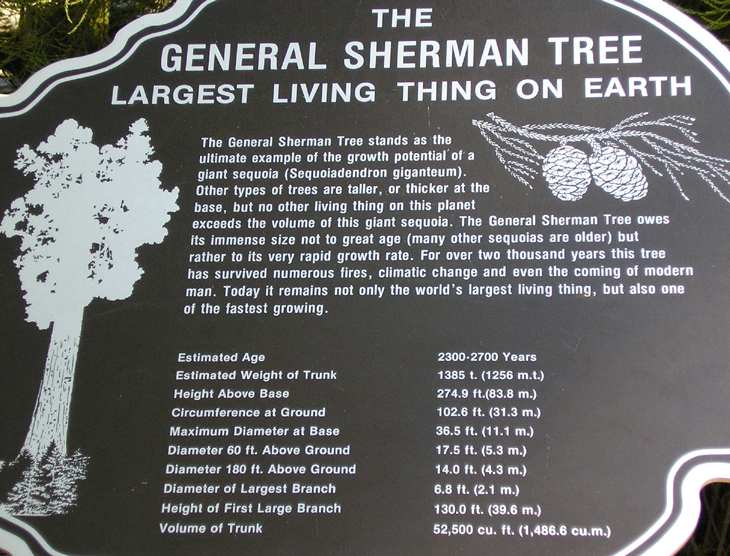 picture of information on general sherman tree