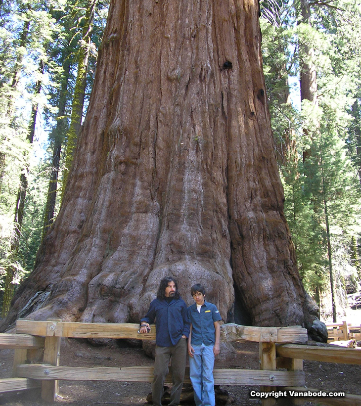 picture of general sherman tree in national park