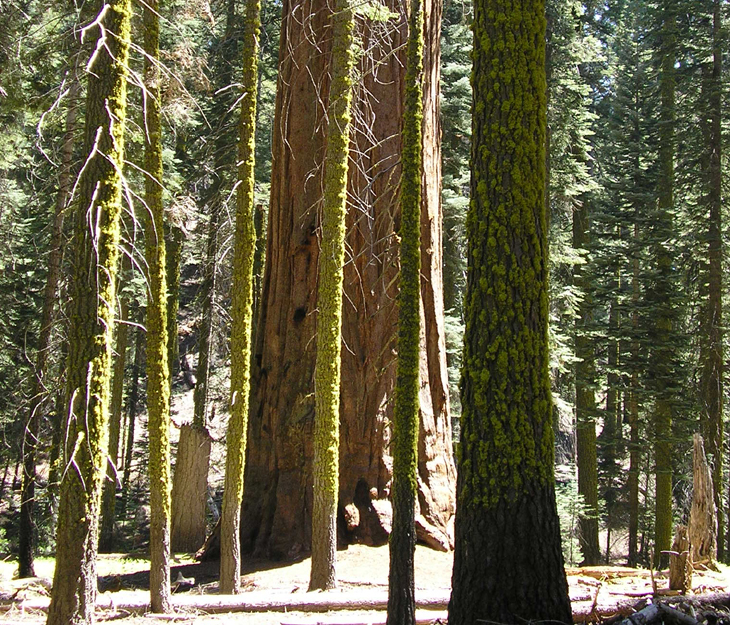 picture of pines in sequoia national park