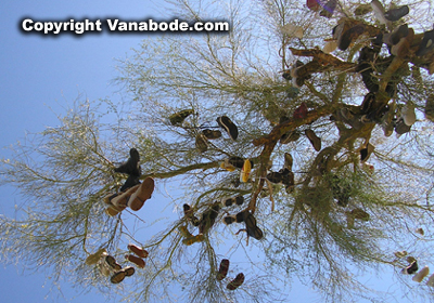 picture of shoe tree in vidal california near joshua tree national park
