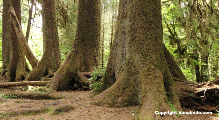 picture of sitka spruce colonnade at olympic national park