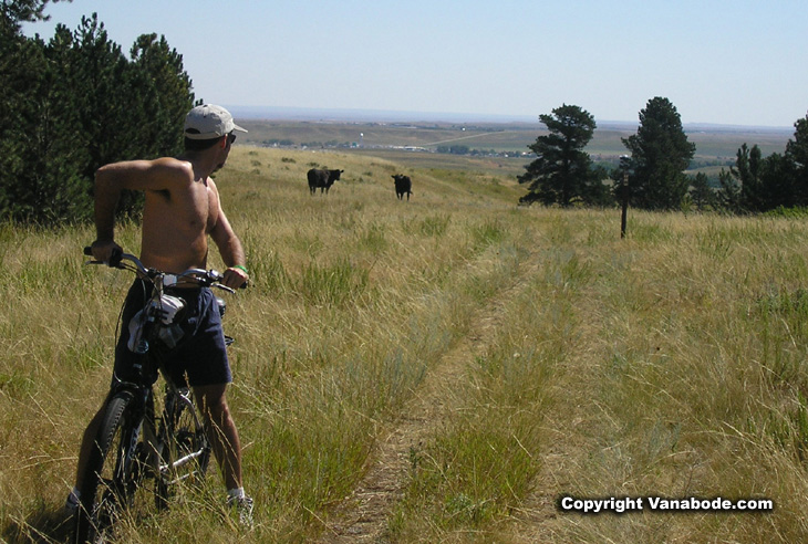 Picture of Centinneal bike trail through cow pastures