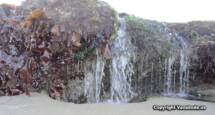 oregon coast tide pool rock kelp picture