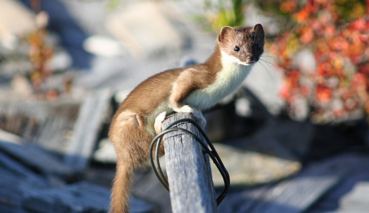 picture of weasel in the Bering Land Bridge National Preserve in Alaska