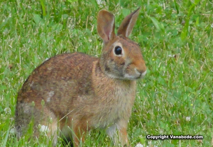 wild rabbit in a park in port clinton near the water