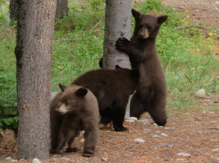 grand teton national park bear cubs