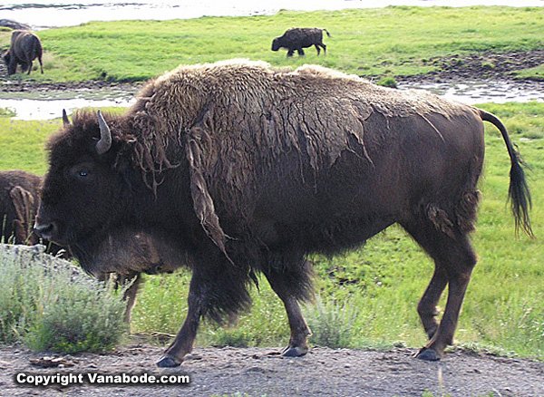 bison molting yellowstone national park picture